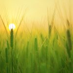 barley-field-1684052_1920