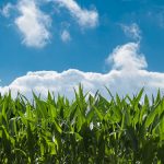 corn-field-440338_1920